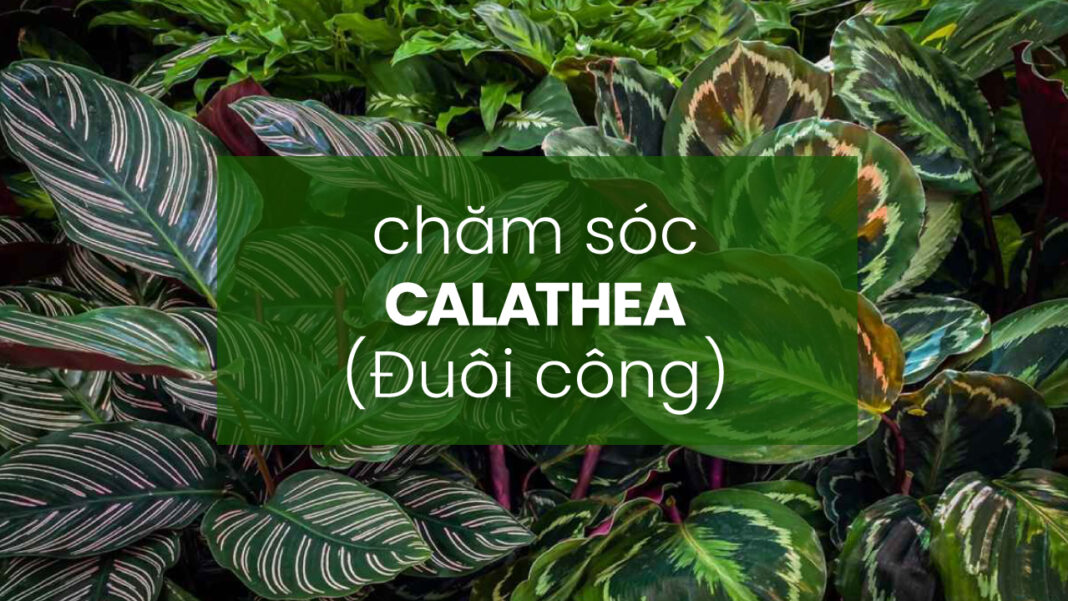 how-to-care-for-calathea-peacock-tail