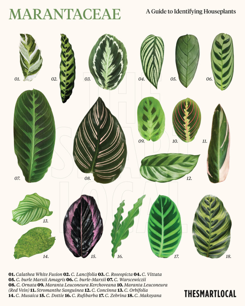 calathea species