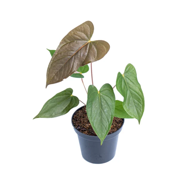 anthurium chamberlainii