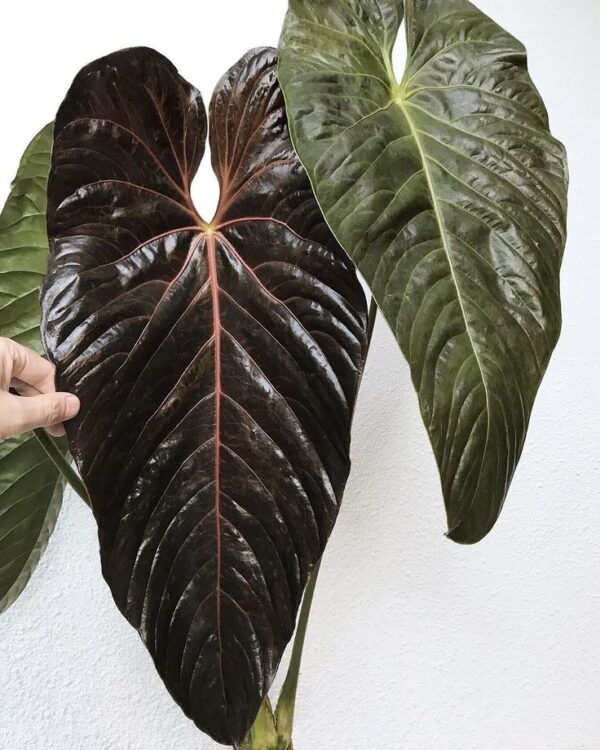 anthurium chamberlainii