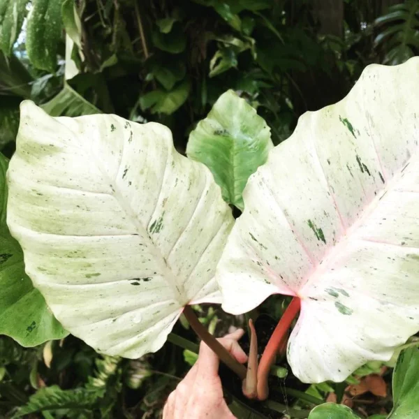 philodendron snowdrift