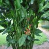 heliconia dinosaur