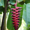 heliconia dinosaur