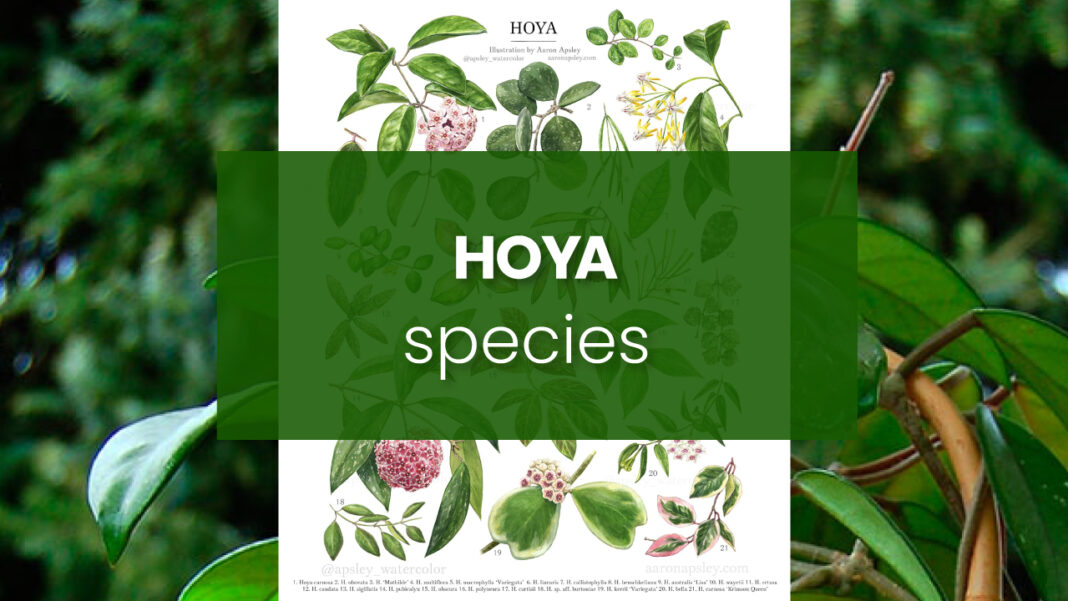 hoya-species