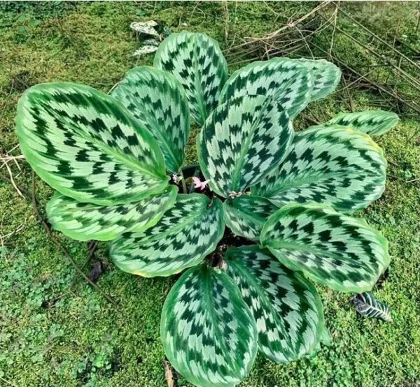 kaempferia elegans shazam