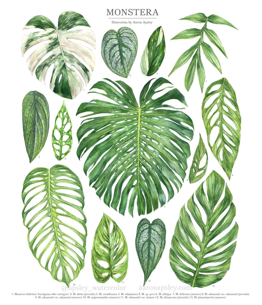 monstera varieties