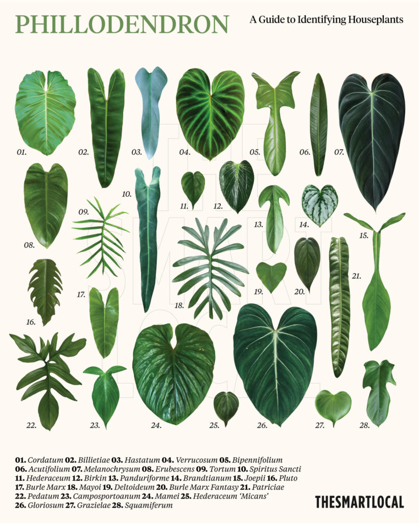 Philodendron species