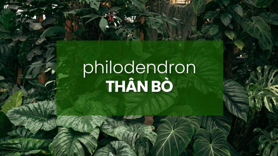 philodendron-than-bò