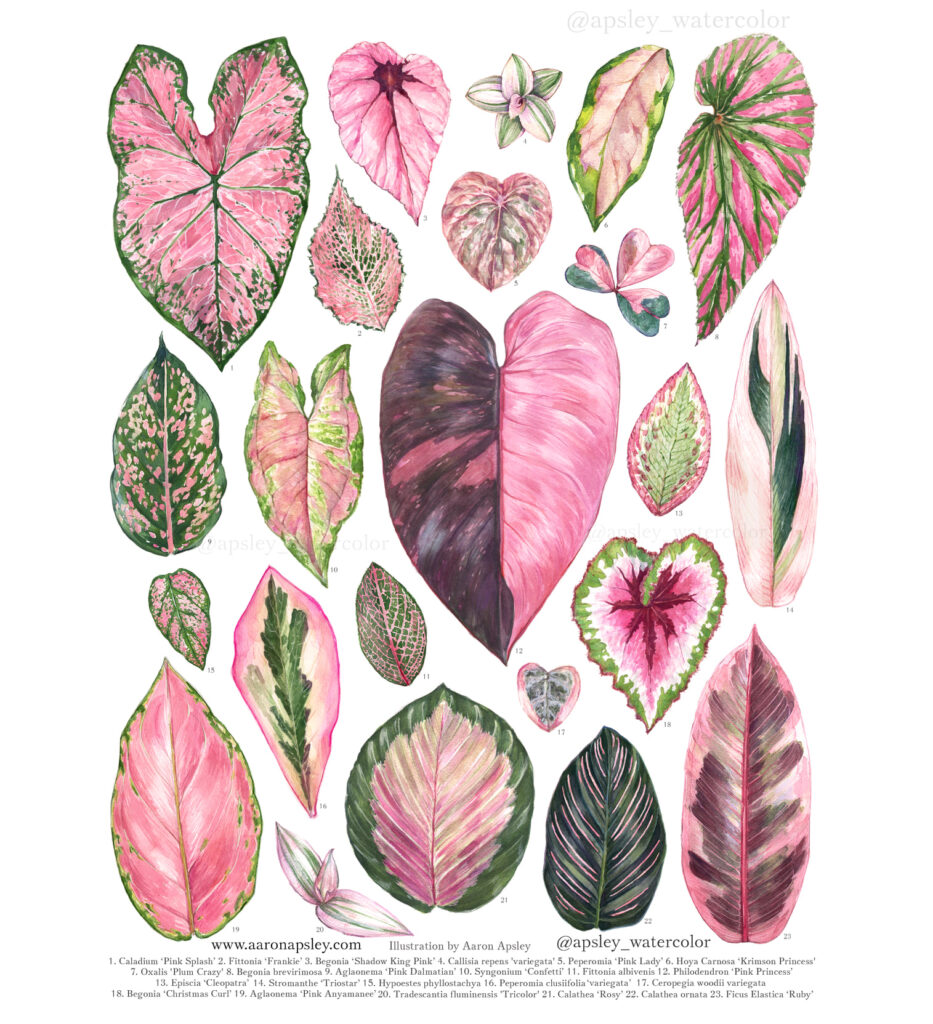 pink houseplant species