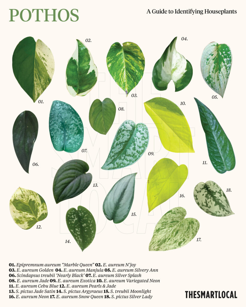 Pothos species