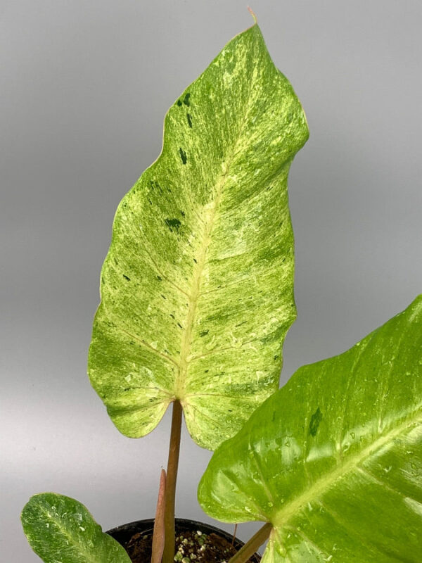 philodendron snowdrift