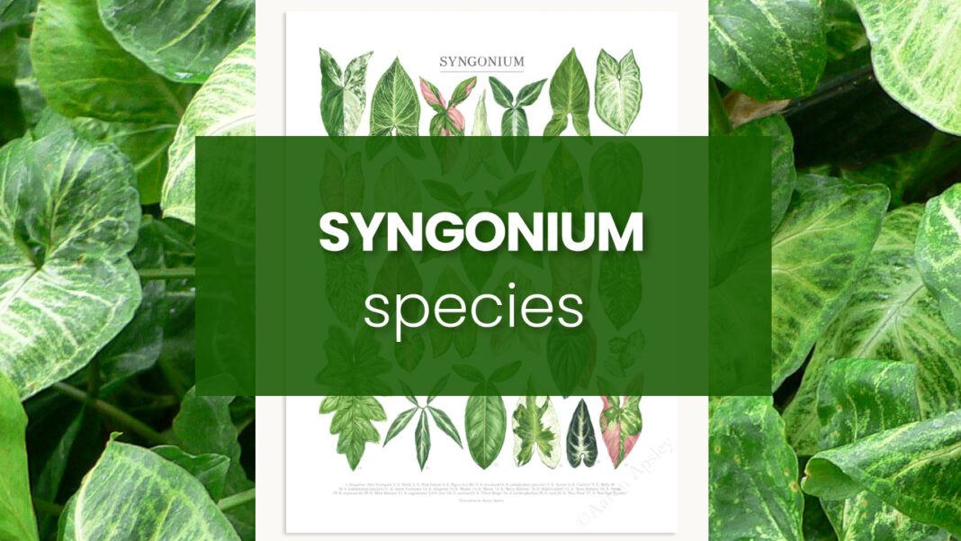 SYNGONIUM species