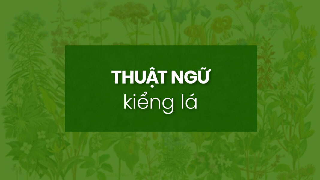 thuật-ngữ-kiểng-lá