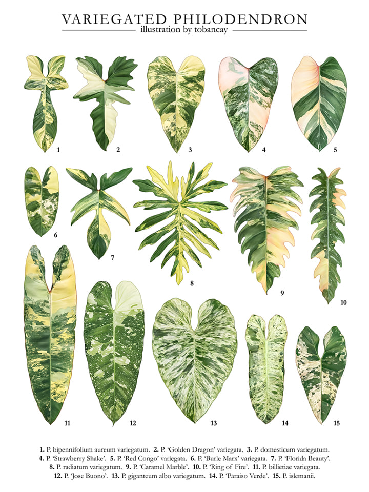 Variegated Philodendron species