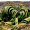 welwitschia mirabilis