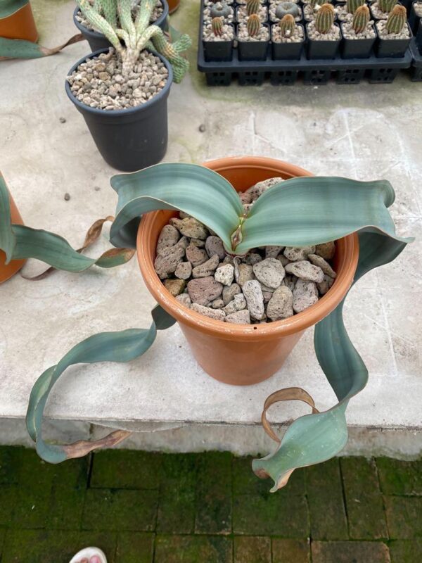 welwitschia mirabilis