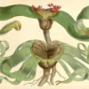 welwitschia mirabilis