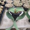 welwitschia mirabilis