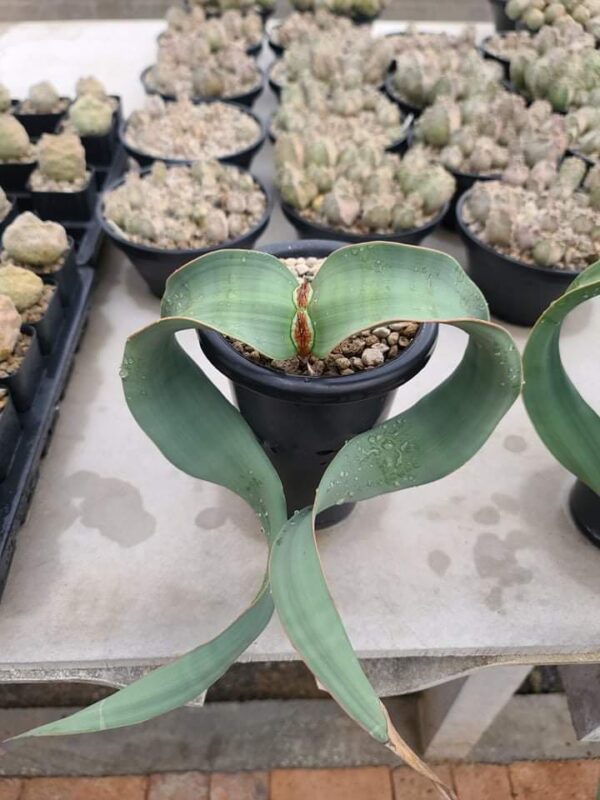 welwitschia mirabilis