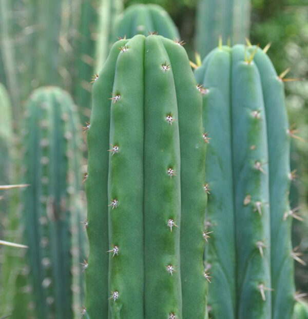 San Pedro Cactus