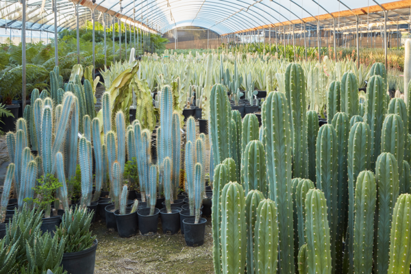 San Pedro Cactus