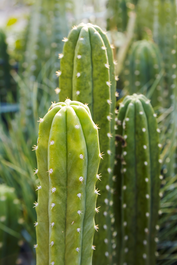 San Pedro Cactus