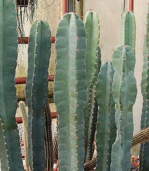 Cereus Peruvianus