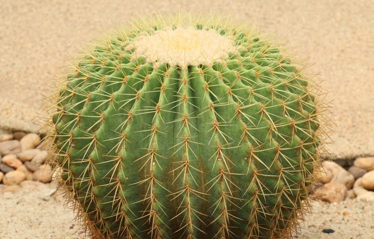 Echinocactus grusonii - Xương rồng Kim hổ