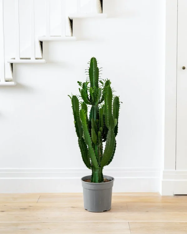 Euphorbia cactus