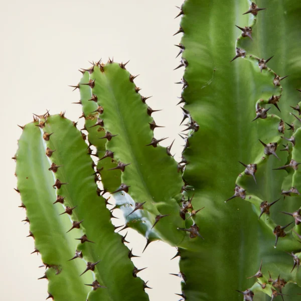 Euphorbia cactus