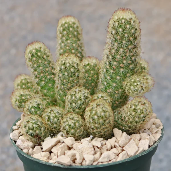 Mammillaria Elongata