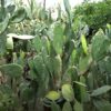 Xương rồng tai thỏ - Opuntia ficus-indica