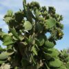 Xương rồng tai thỏ - Opuntia ficus-indica