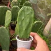 Xương rồng tai thỏ - Opuntia ficus-indica