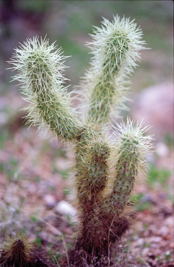 Xương rồng Cholla - Cholla Cactus