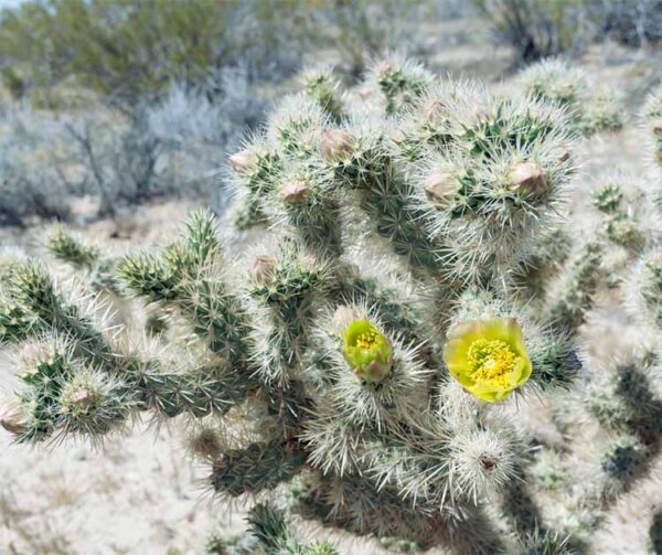 Xương rồng Cholla - Cholla Cactus