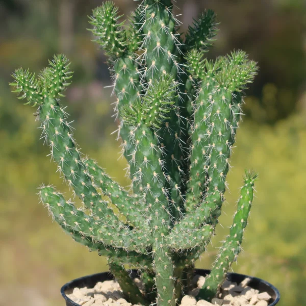 Xương rồng Cholla - Cholla Cactus