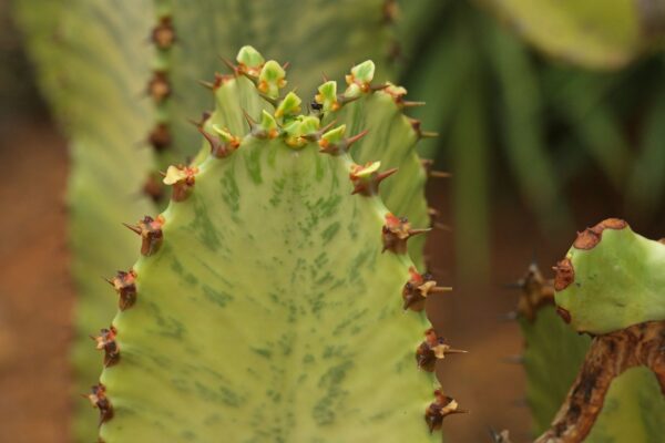 Xuong-rong-Euphorbia-Ammak