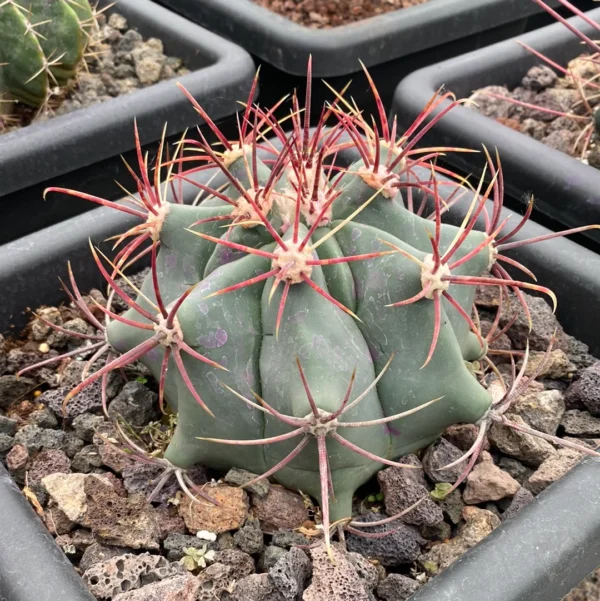 Fero Emoryi Cactus