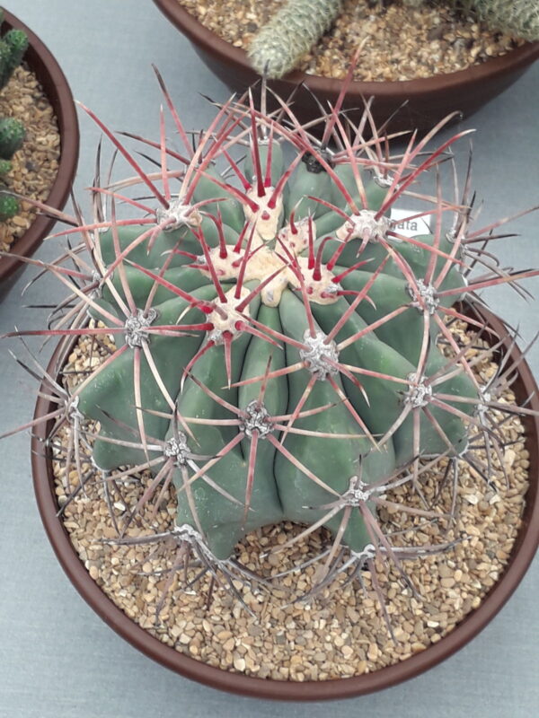 Fero Emoryi Cactus