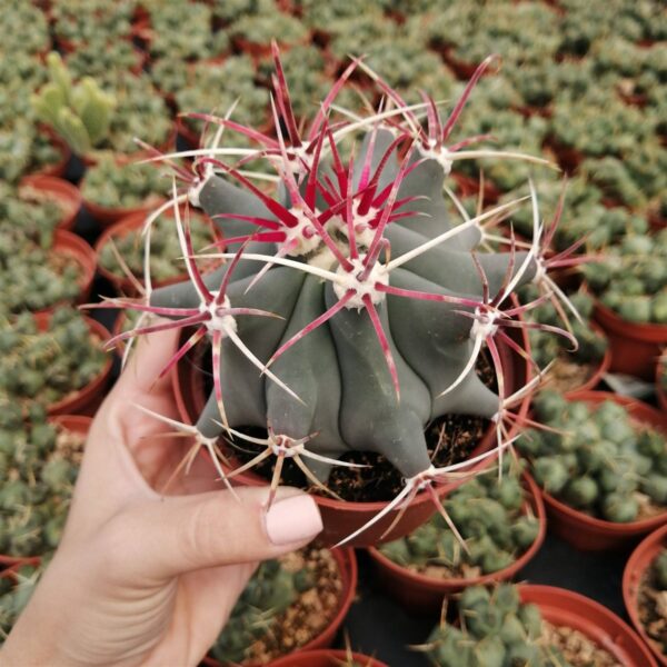 Fero Emoryi Cactus