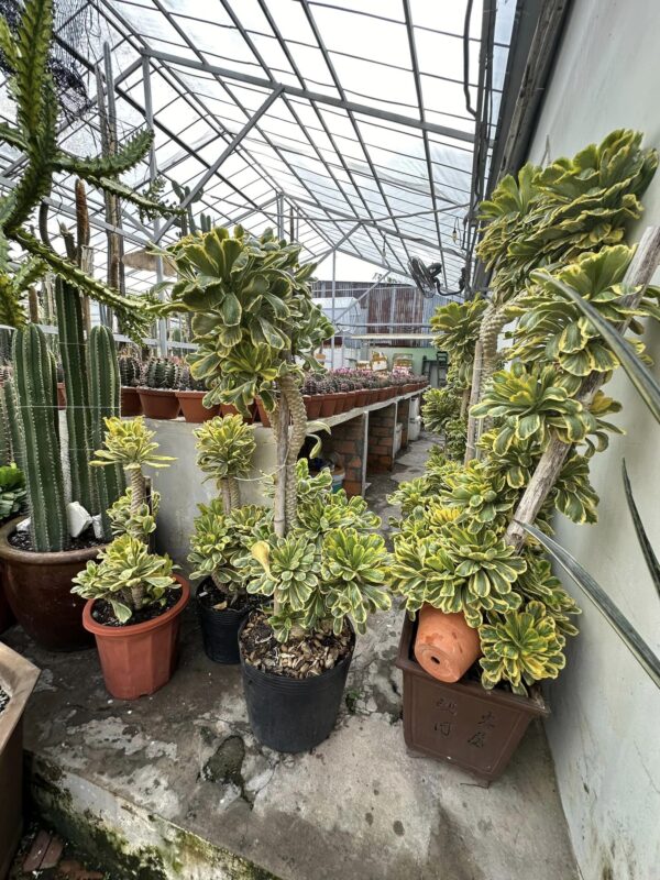 ยูโฟร์เบีย ปัวซซอนนี่ - Euphorbia Poissonii