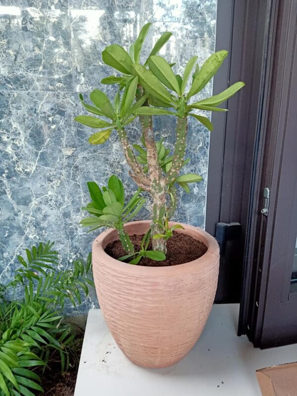 Xương rồng Ngọc lân (Ngọc kỳ lân) - Euphorbia Poissonii