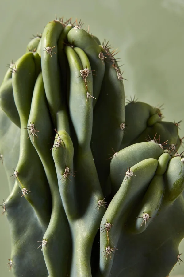 Xương rồng khế (sư tử) - Cereus peruvianus 'Monstros