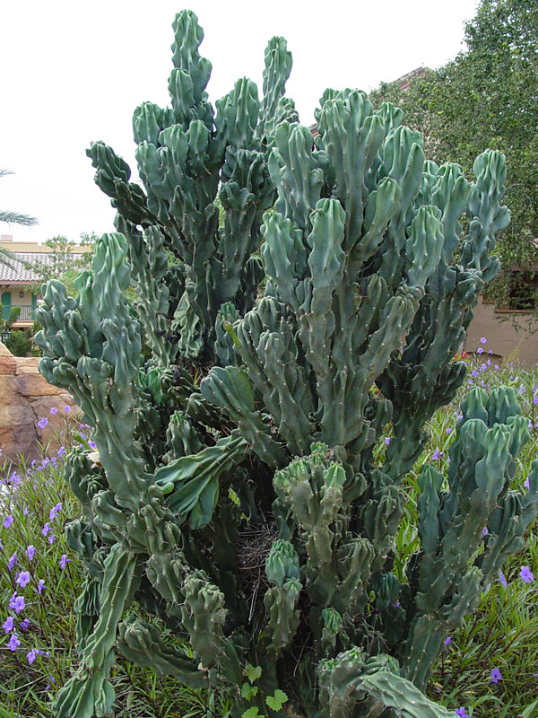 Xương rồng khế (sư tử) - Cereus peruvianus 'Monstros