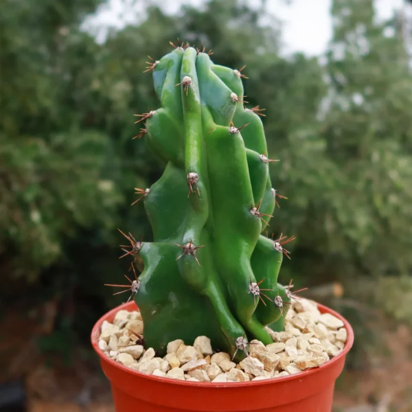 Xương rồng khế (sư tử) - Cereus peruvianus 'Monstros