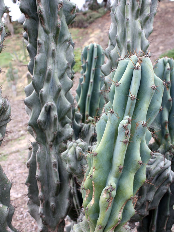 Xương rồng khế (sư tử) - Cereus peruvianus 'Monstros