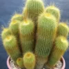 Xương rồng len bụi - Parodia leninghausii