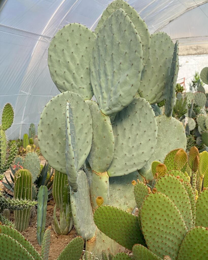 Xương rồng tai voi - Opuntia robusta