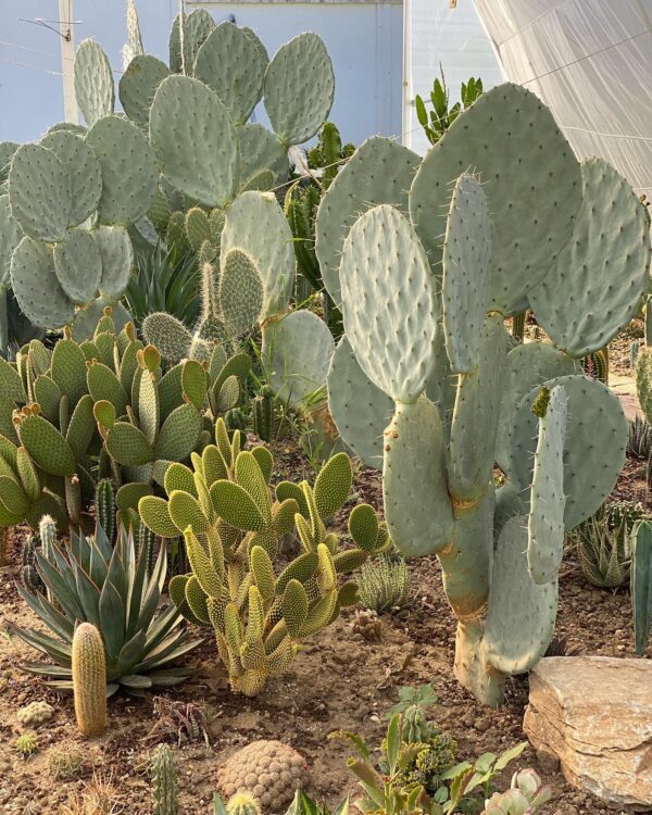 Xương rồng tai voi - Opuntia robusta